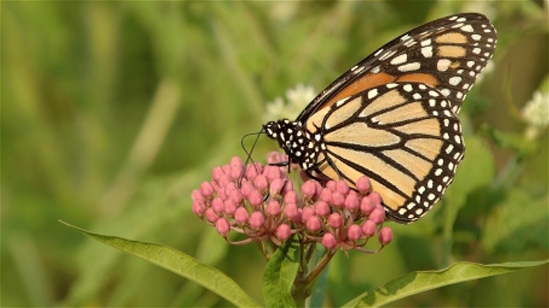 Butterfly on milkweed