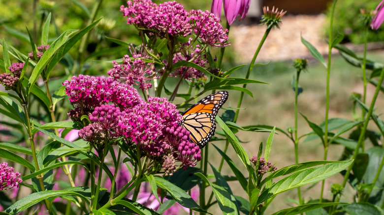 Rose milkweed and butterfly