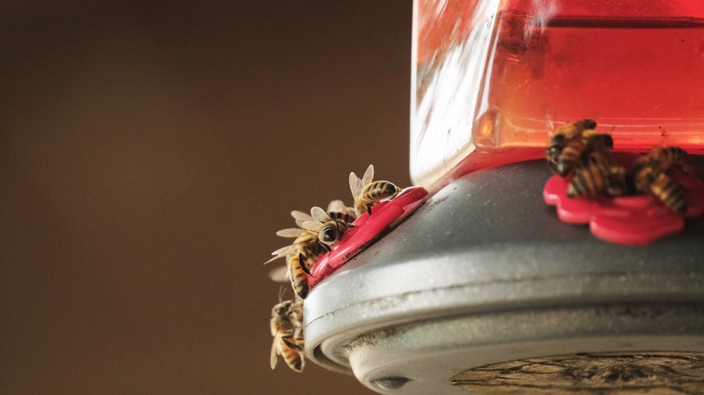 Bees on a hummingbird feeder