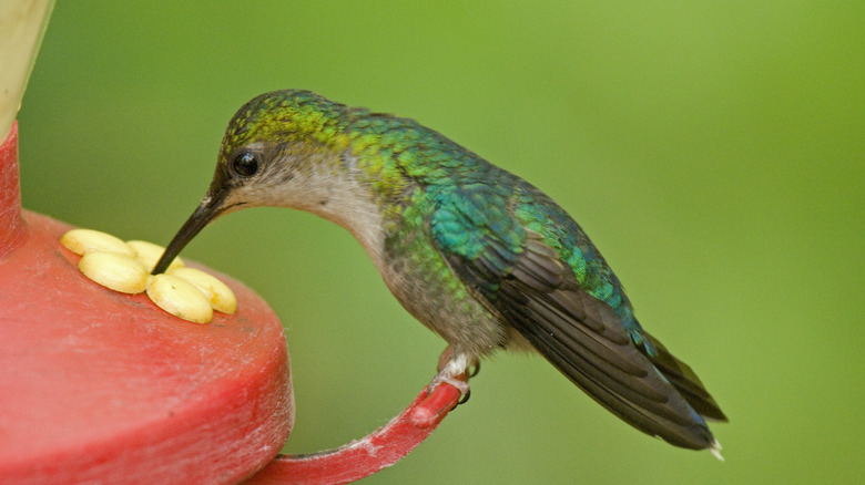 Hummingbird at feeder