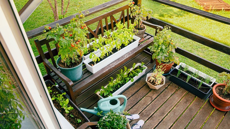 Patio with containers growing vegetables