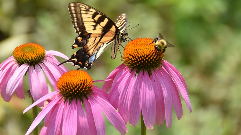 Bee and butterfly on pink flowers