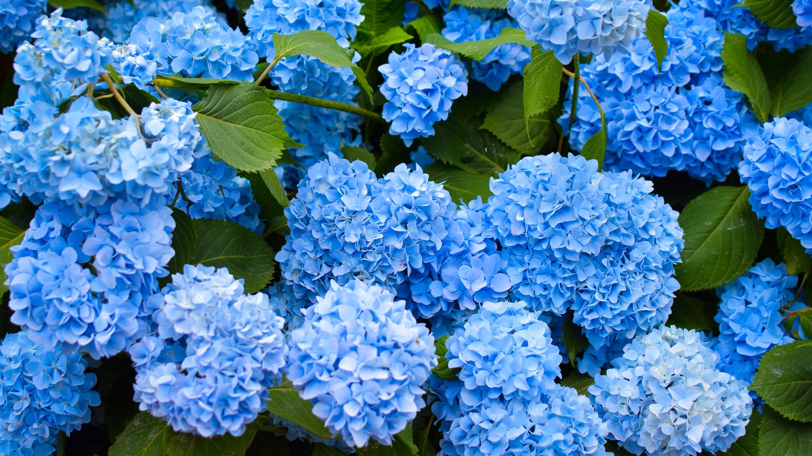 our-gardening-expert-explains-what-a-dormant-hydrangea-really-looks