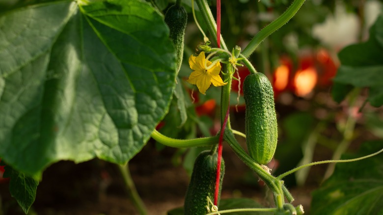 Cucumbers growing in garden