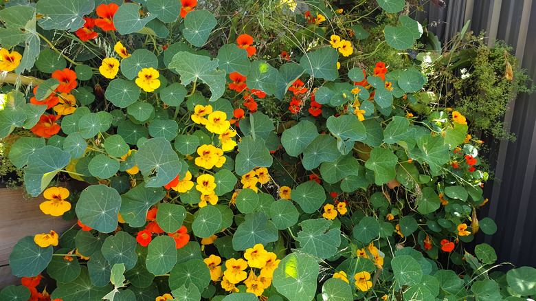 Nasturtium with flowers