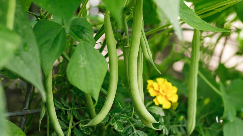 Green beans growing in garden