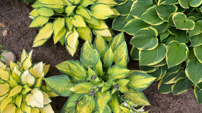 Various species of hostas