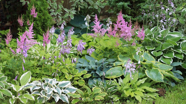 Hostas and other plants