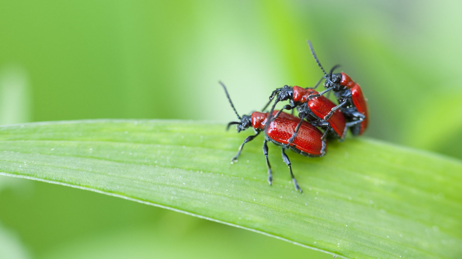 Our Gardening Experts Tips For Keeping Red Lily Beetles Away With Pantry Diy Treatment 7485