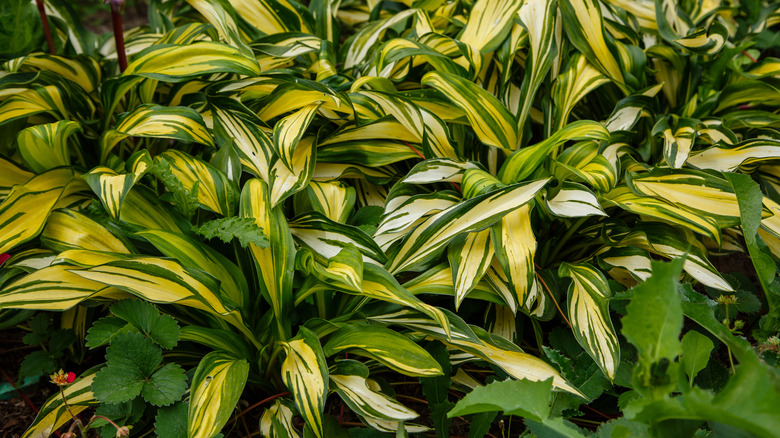 Grouping of Rainbow's End hosta