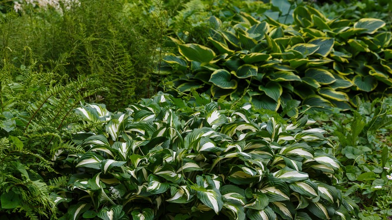 shade garden with hostas