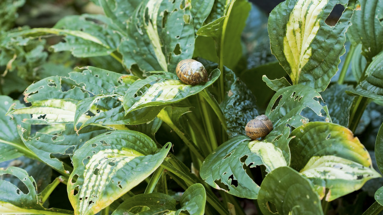 Eaten variegated hosta with snails