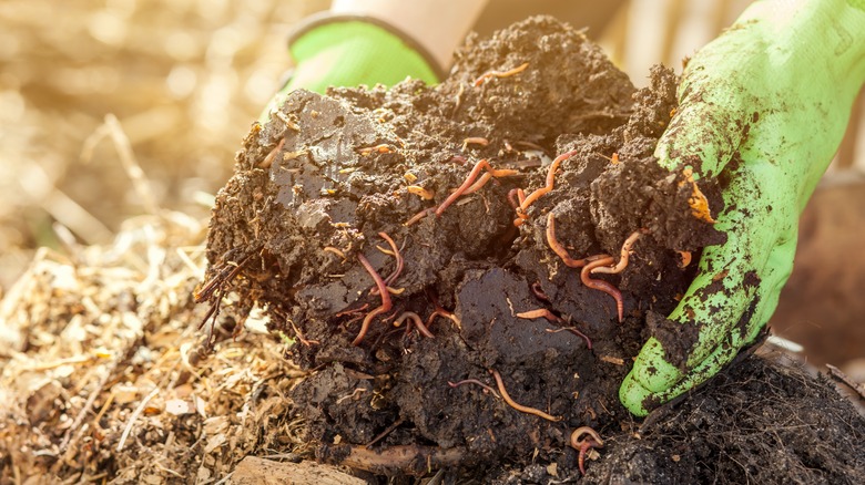 rich compost with earthworms