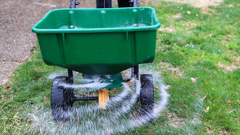 grass fertilization with lawn spreader