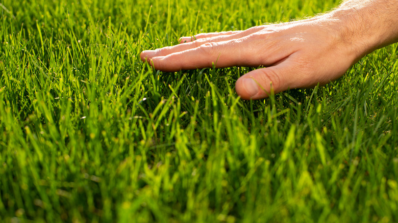 hand touching healthy grass