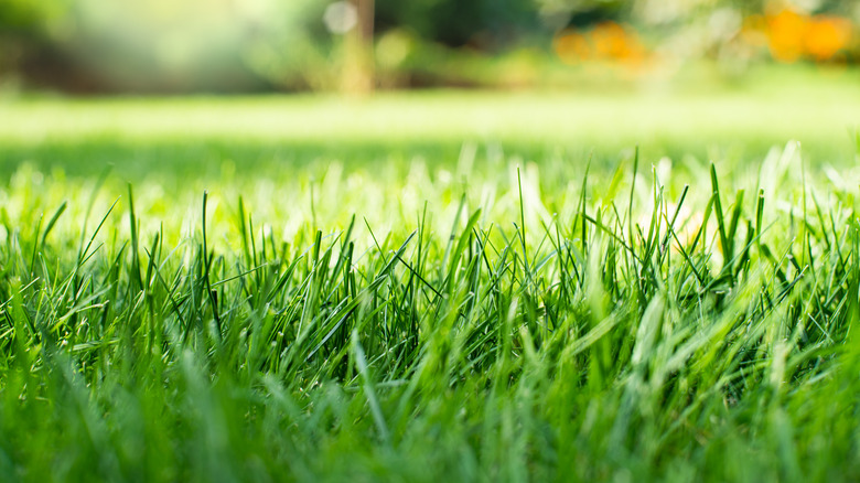 close up of green grass