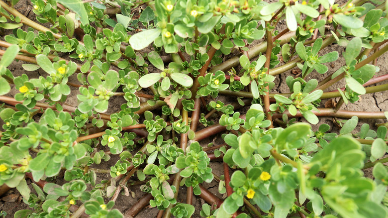 Purslane growing in soil