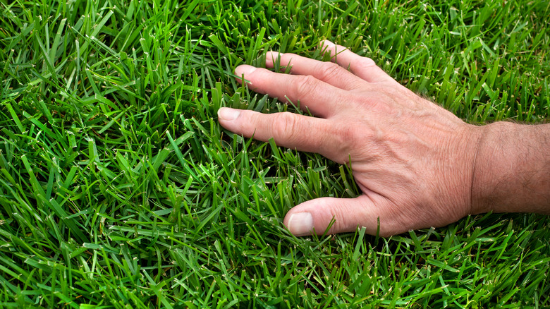 person's hand on grass