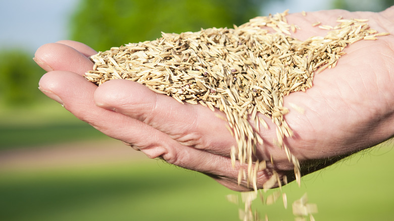 Hand holding grass seeds