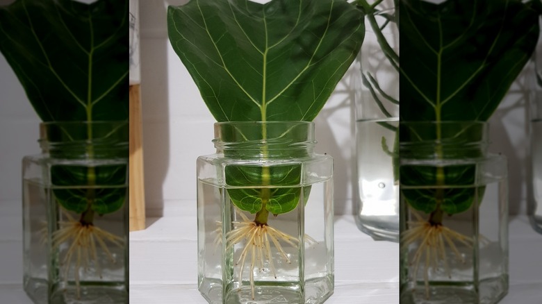 single fiddle leaf with roots