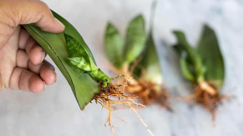 rooted snake plant