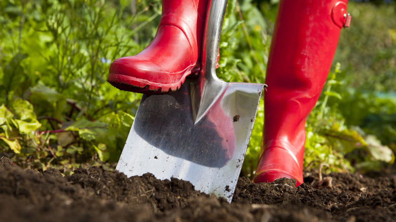 gardener wearing red garden boots