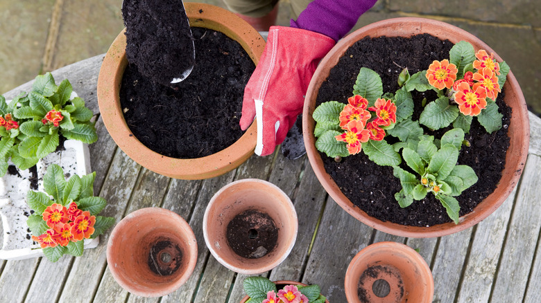 woman planting flowers