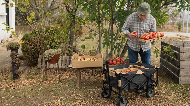 man using a garden cart