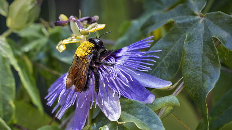 bumblebee on a passionflower
