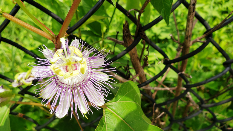 passionflower growing on a fence