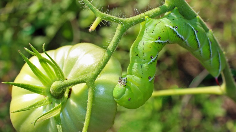 hornworm on a tomato plant