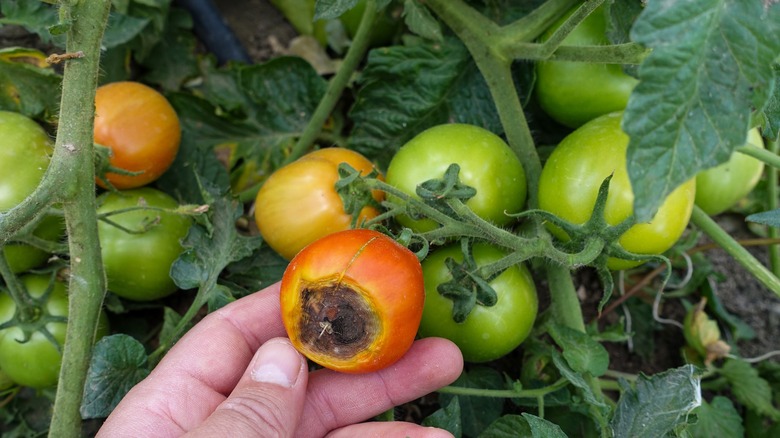 blossom end rot on tomato