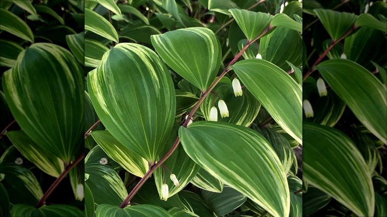 Variegated Solomon's seal leaves