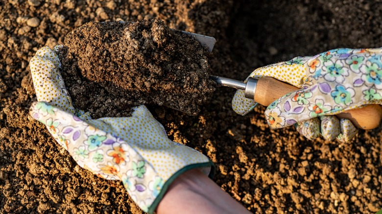Gardener digging in soil