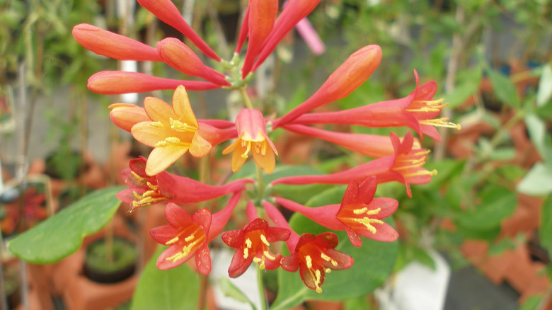 Coral honeysuckle bloom cluster