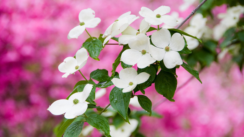 dogwood tree flowers