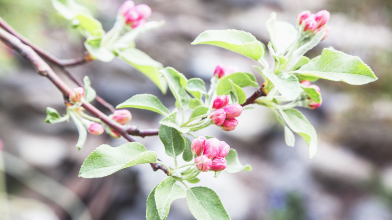 fruit tree buds