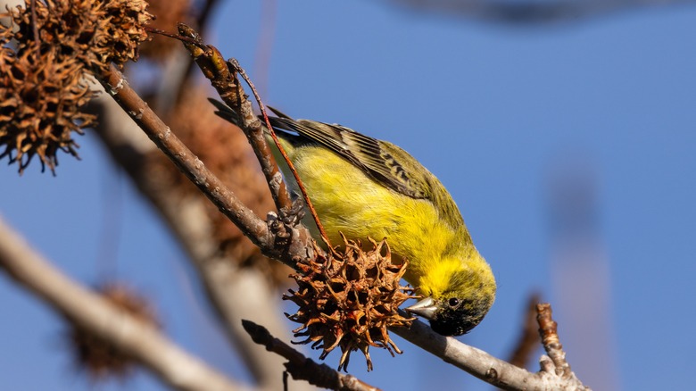 goldfinch eating sweetgum seeds