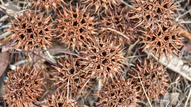 dry sweetgum balls