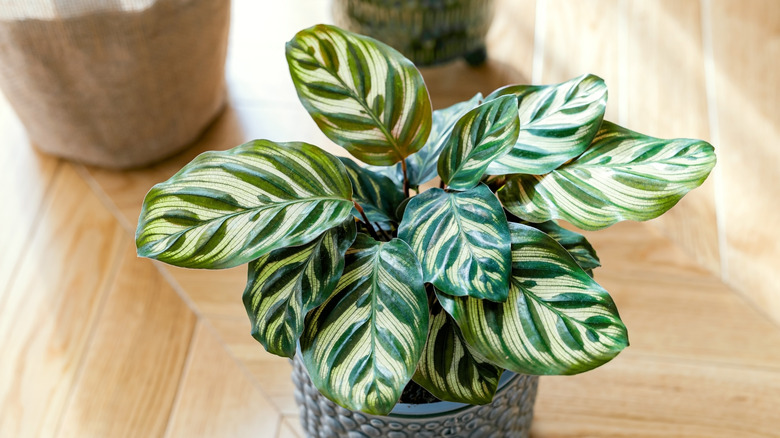 peacock calathea houseplant