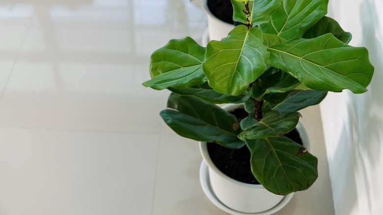 fiddle leaf fig in planter