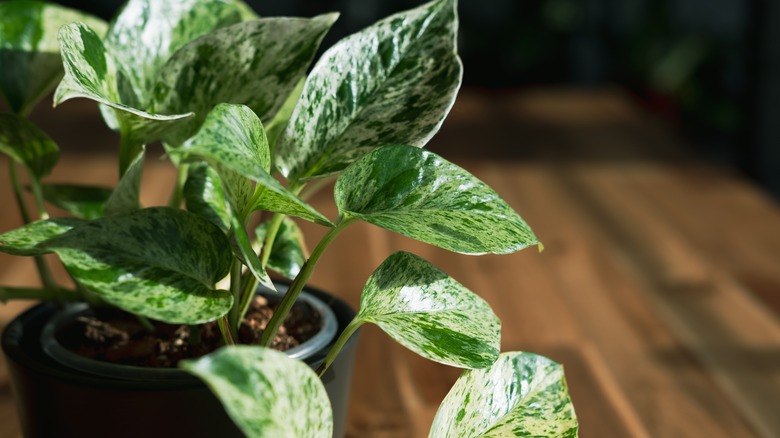 marble queen pothos plant