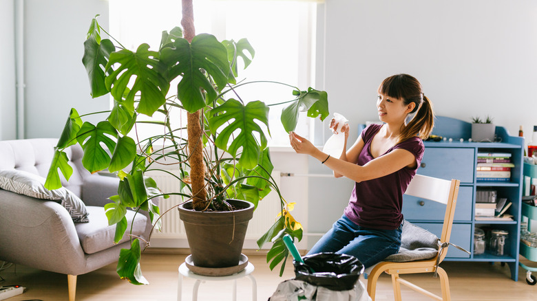 woman caring for monstera plant