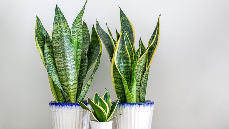 snake plants in pots