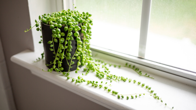 string of pearls in window