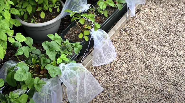 strawberries covered in mesh bags