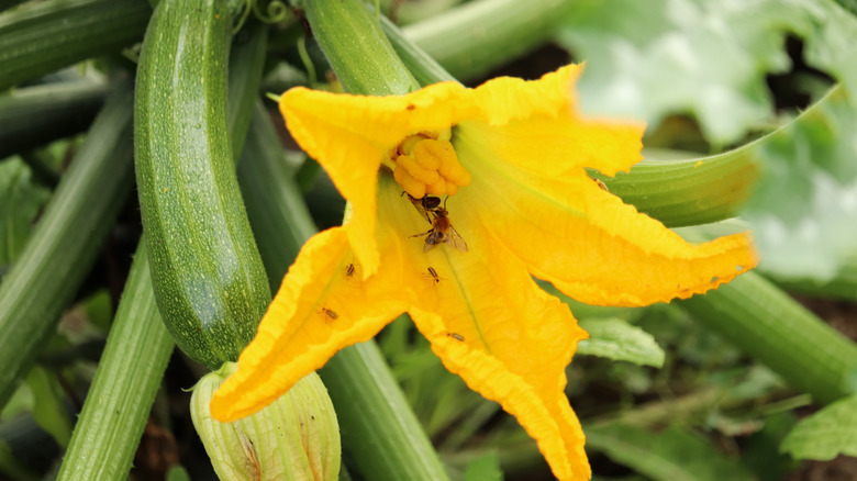 bee pollinating zucchini