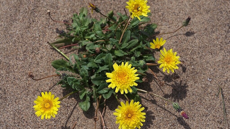 coast dandelion with yellow blooms