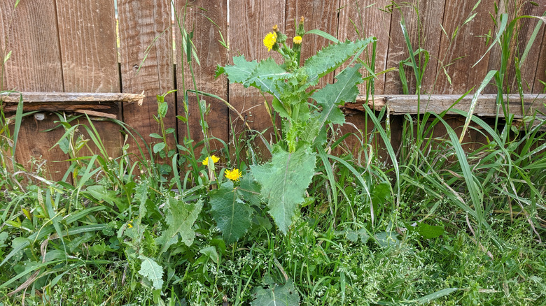 sow thistle in a yard