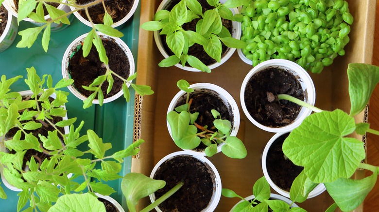 seedlings growing in recycled containers